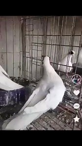 5.1K views · 229 reactions | Pigeons from china Chinese NASAL breed | Pigeon lovers | Facebook