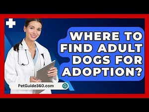 Where To Find Adult Dogs For Adoption? - PetGuide360.com