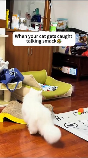 When your cat gets caught talking smack.#cat #catlover #funnycat #funnyvideo #fyp #foryou #viral | Pets Things