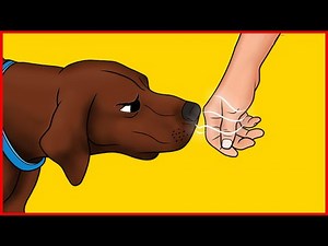 Scientists Confirm Dogs Can Recognize Bad People