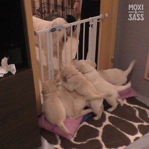 74K views · 1.1K reactions | Watch how this mama dog shows her pups who's boss  | Moxi & Sass | Facebook
