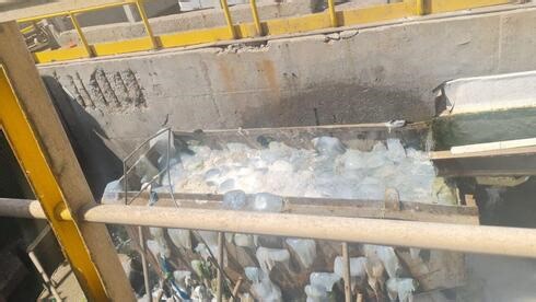 Thousands of jellyfish threaten cooling systems at Ashkelon power plant
