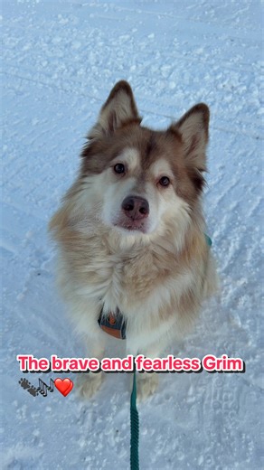 Grim’s amazing theme song was created by @Puppy Songs 🎶😍❤️ #svalbard #grim #finnishlapphund