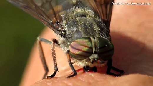 Close up footage shows a horsefly feasting on human blood