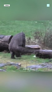 587 reactions · 50 shares | #fact | Real video | Facebook