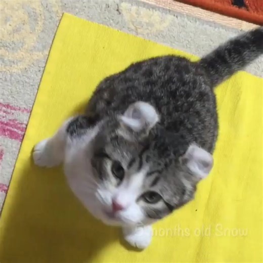 Snow's voice mutation📢🔊! Which meow is your favorite😁! . スノーくんの変声期📢🔊 . #catsofinstagram #cats_of_instagram #cats_of_world #catsgram #catofinstagram #catloversclub #catmyboss #pleasantcats #picneko #americancurl #ペコねこ部 #みんねこ #ふわもこ部 #ニャンコ #猫動画 #ねこ #ねこ部 #アメリカンカール #bestmeow #anan動物 #スノーくん | Alex