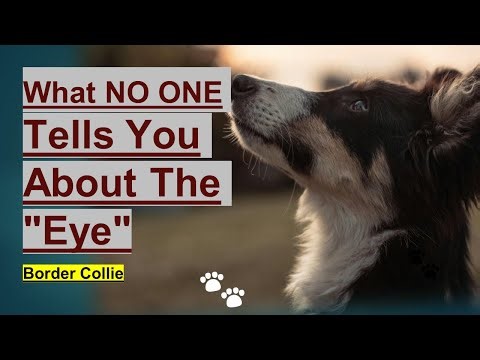 The Secret Language of the Border Collie "Eye"
