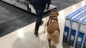 Elite Service Dog Molly has been cleared to start to go back to work! She is slowly going back into service, starting with small outings. Molly is happy to finally be working again and being with Sam. She was not impressed with being left behind at home! | MSAR - Service Dogs