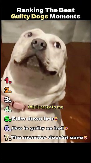 Ranking the best guilty dogs moments 😆 - part 2