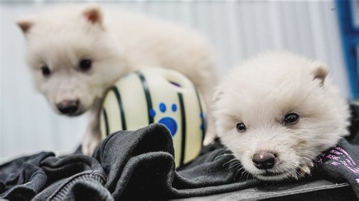 Colossal Biosciences, a Dallas-based biotech company, has acquired Viagen Pets and Equine, a Cedar Park-based luxury animal cloning business. | KVUE