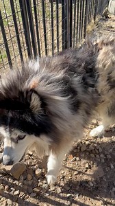 13K views · 1.1K reactions | Rescue Ride day 4. Van camping.. ftw....