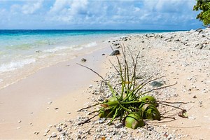 Algorand Blockchain Chosen as Underlying Tech for Marshall Islands' Digital Currency