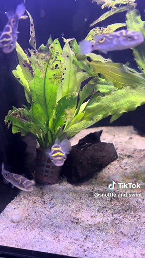 Figure 8 Puffers: Care and Characteristics