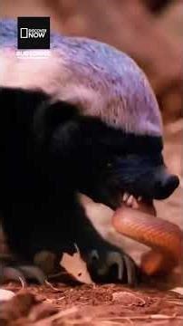 Bal Porsuğu: Doğanın Hayatta Kalma Uzmanı #shorts