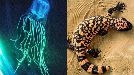 From Box Jellyfish To Platypus: 7 Most Venomous Animals In The World