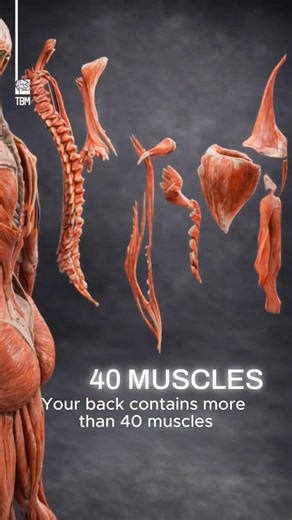 These Are the Muscle Layers of Your Back