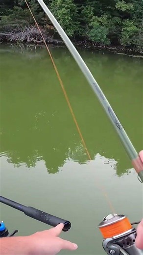Green water crappie