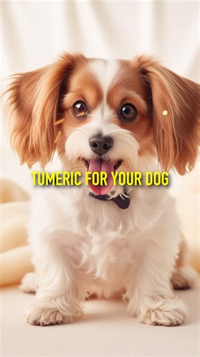 Turmeric isn’t just a superfood for humans — it can support your dog’s joints, digestion, and overall health too! | Pup Labs