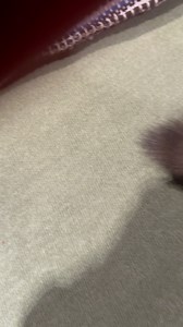 Stuffed kitten tries to self groom himself 😂 #cute #kitty #cat | OTR Kitten