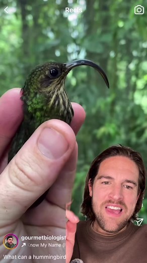 How to Safely Catch Hummingbirds