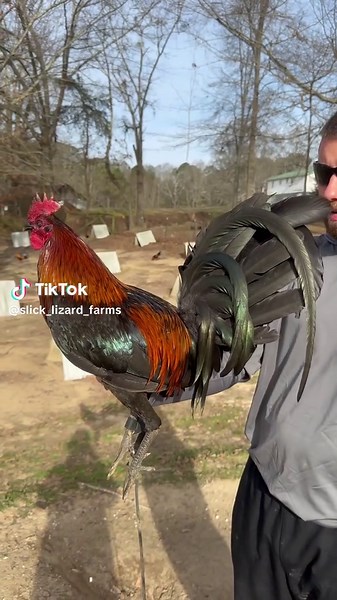 Connor Scot Adkins (@slick_lizard_farms)’s videos with original sound - Connor Scot Adkins