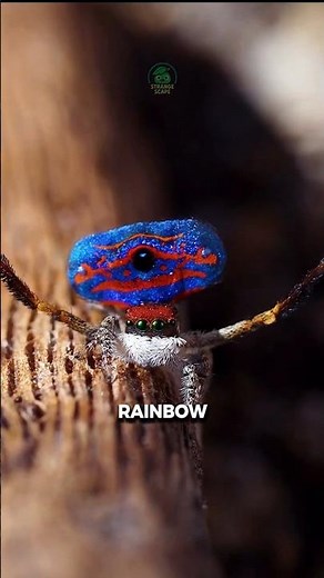 The DANCING Rainbow Spider 🕷️ | Peacock Spider