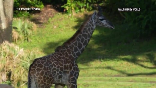 Baby giraffe makes his debut at Disney's Animal Kingdom