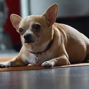 Cushing in Dogs Symptoms and Treatment ▷➡️ Postposmo