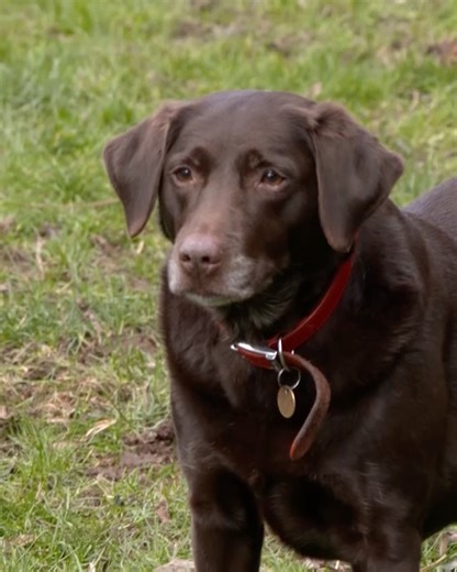 🥺 The bullying is so bad that Ruby is now too frightened to even walk to Marilyn when called. This placid Labrador is suffering from the constant attacks. Ruby's fear is so great that even the magic word "biscuits" doesn't make her move. #labradorretriever #dogtrainingtips #dogreels #labrador | Dogs Behaving Very Badly