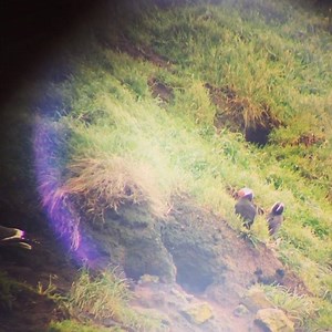 1.7K views · 41 reactions | Good morning! Here's live, adorable footage from this mornings puffin cam at Haystack Rock to start your day on the right (webbed) foot! #hrap #cannonbeach #haystackrock | Haystack Rock Awareness Program | Facebook