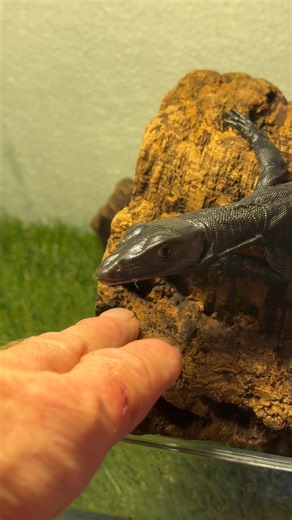 Say hello to the world little guy | The Legend Lizards