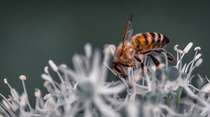 Do Bees See in Color? Ultimate Science of Bee Sight