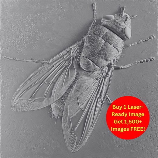 House Fly Macro Bas Relief 3D Illusion Laser Engraving PNG | Insect Nature Study Art | Grayscale Wood Engraving Digital Download - Etsy UK