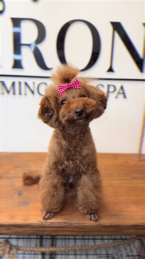Exploring Fabulous Dog Grooming Styles