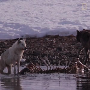 34 reactions · 15 shares | How far would you go to study wolves in the wild? | National Geographic Society | Facebook