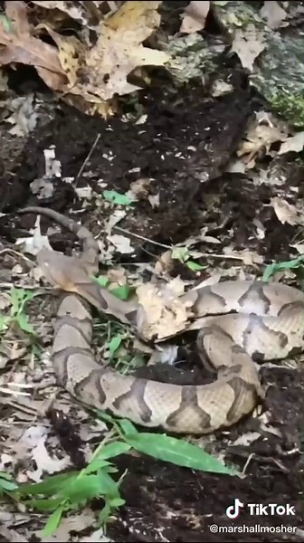 #HowTo survive getting bit by a Copperhead #snake #snakebite #snakesoftiktok #adventure