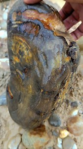 1.6M views · 10K reactions | fossil discovery such as stomach #gemstones #agate #diamond #jade #petrifiedwood #fyp #fypreels | Rimba Story | Facebook