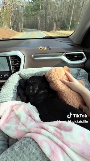 Adorable Black Lab Puppy Moments