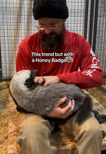 Honey Badger Trend on TikTok: Cute and Fierce Clips