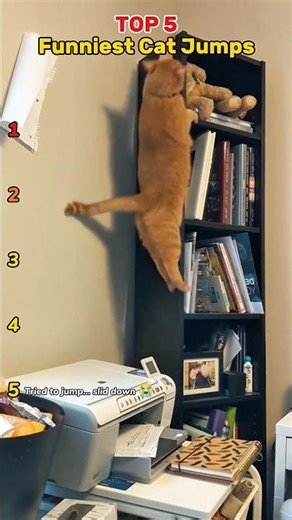 Epic Cat Jump Fails – Try Not to Laugh! 🐱💥 #shorts