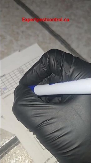 How to Set Up Sticky Traps for Pest Monitoring.