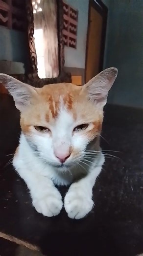 Kucing oyen jantan tukang kencing tukang begadoh si simba