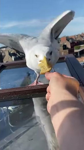 day 2 of trying to pet my pet seagull