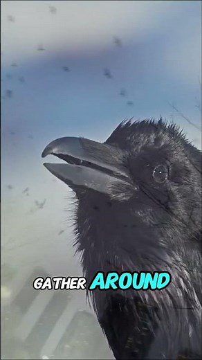 Crows Hold Funerals?! Here’s Why!
