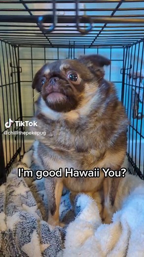 Funny Dog Knock Knock Joke Meme Compilation