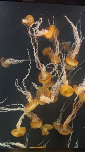 奔赴一场蓝色浪漫🌊 浪漫与治愈永远藏在深海里✨#海洋生物 #海洋馆打卡 #生活碎片 #鱼