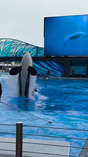 888K views · 10K reactions | Leaping so much higher! Go girl! #Awesome #whatabeauty #incredible #orcas | Travisandcousins | Facebook