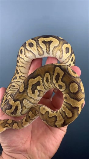 Cypress Trick Clown 🤡 #ballpython