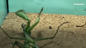 It looks like a very calm and peaceful insect, but this praying mantis brutally feasted on a wasp that it chose as its prey. It was a cruel battle that had a clear winner right off the bat... | Positive