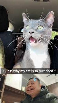 From Derp to Danger: The Full Spectrum of Cat Insanity! #funny #cat #pets #cute